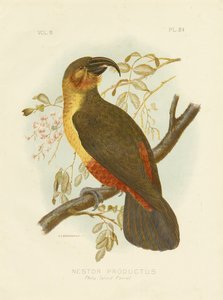 Norfolk Kaka, 1891